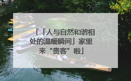 「人与自然和谐相处的温暖瞬间」家里来“贵客”啦