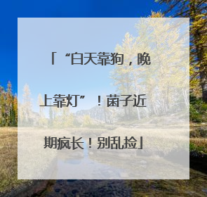 “白天靠狗，晚上靠灯”！菌子近期疯长！别乱捡