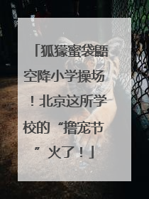 狐獴蜜袋鼯空降小学操场！北京这所学校的“撸宠节”火了！