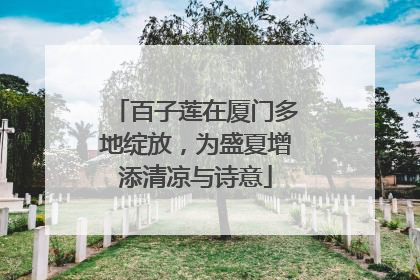 百子莲在厦门多地绽放，为盛夏增添清凉与诗意