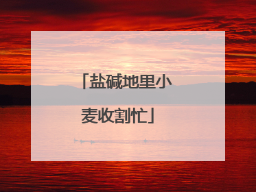 盐碱地里小麦收割忙