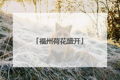 福州荷花盛开