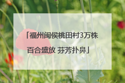 福州闽侯桃田村3万株百合盛放 芬芳扑鼻