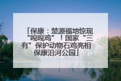 保康：楚源福地惊现“嘎嘎鸡”！国家“三有”保护动物石鸡亮相保康沿河公园