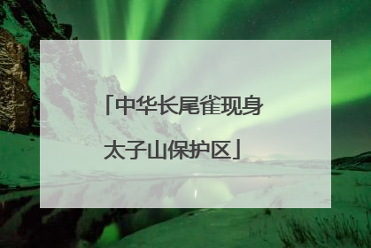 中华长尾雀现身太子山保护区