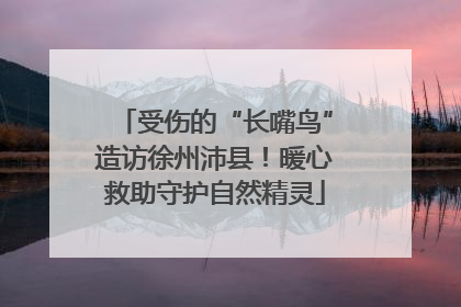 受伤的“长嘴鸟”造访徐州沛县！暖心救助守护自然精灵