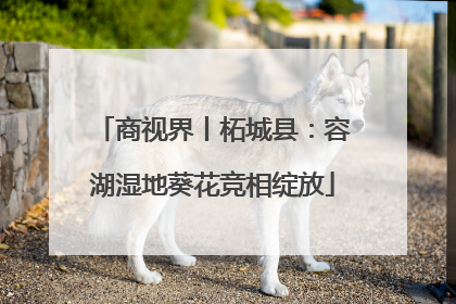 商视界丨柘城县：容湖湿地葵花竞相绽放