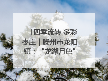 四季流转 多彩枣庄｜滕州市龙阳镇：“龙湖月色”向日葵花海 绘就乡村振兴新画卷