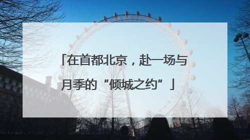 在首都北京，赴一场与月季的“倾城之约”