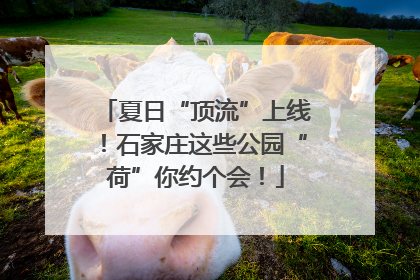 夏日“顶流”上线！石家庄这些公园“荷”你约个会！