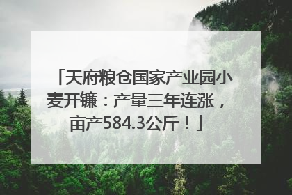 天府粮仓国家产业园小麦开镰：产量三年连涨，亩产584.3公斤！