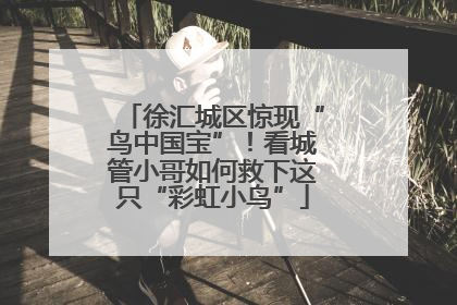 徐汇城区惊现“鸟中国宝”！看城管小哥如何救下这只“彩虹小鸟”