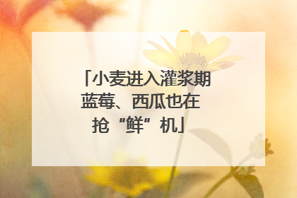 小麦进入灌浆期 蓝莓、西瓜也在抢“鲜”机
