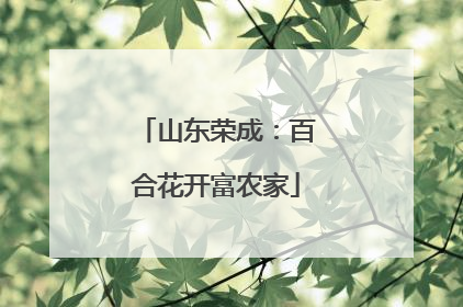 山东荣成：百合花开富农家