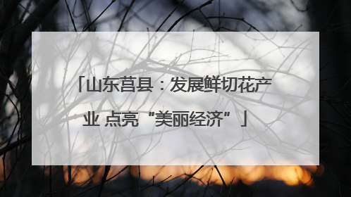 山东莒县：发展鲜切花产业 点亮“美丽经济”