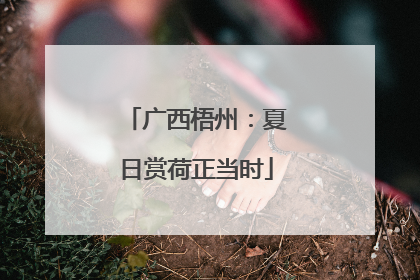 广西梧州：夏日赏荷正当时