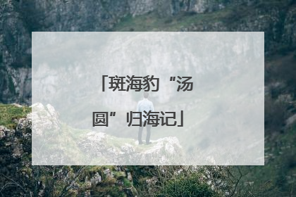 斑海豹“汤圆”归海记