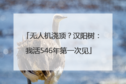 无人机浇顶？汉阳树：我活546年第一次见