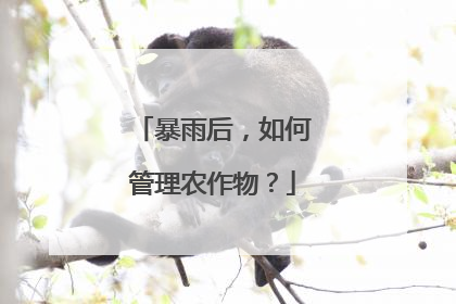 暴雨后，如何管理农作物？