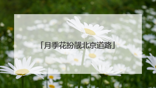 月季花扮靓北京道路