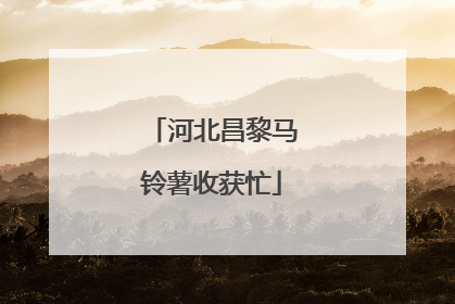 河北昌黎马铃薯收获忙