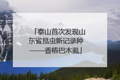 泰山首次发现山东省昆虫新记录种——香椿巴木虱