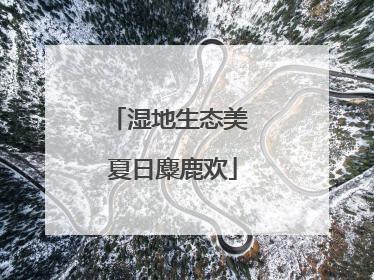 湿地生态美 夏日麋鹿欢