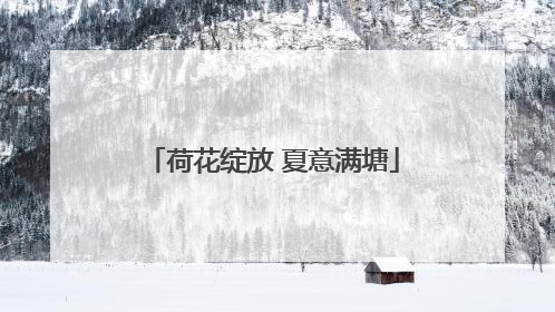 荷花绽放 夏意满塘