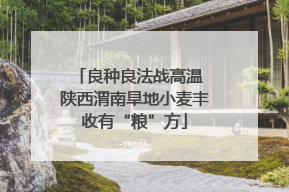 良种良法战高温 陕西渭南旱地小麦丰收有“粮”方