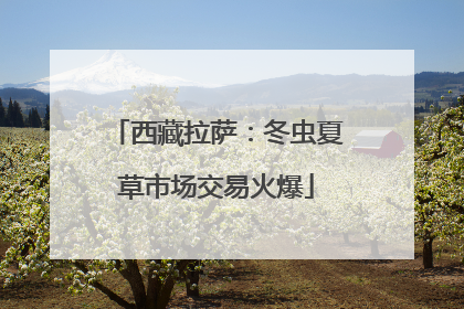 西藏拉萨：冬虫夏草市场交易火爆