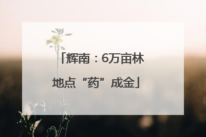 辉南：6万亩林地点“药”成金