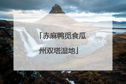 赤麻鸭觅食瓜州双塔湿地
