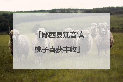 郧西县观音镇桃子喜获丰收