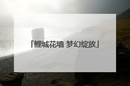 鲤城花墙 梦幻绽放