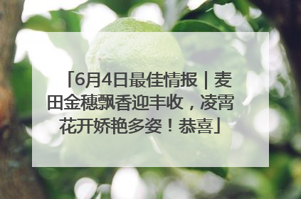 6月4日最佳情报｜麦田金穗飘香迎丰收，凌霄花开娇艳多姿！恭喜